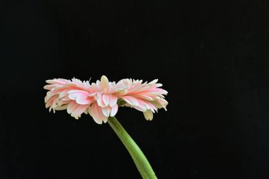 Güzel Gerbera çiçeği siyah arkaplanda