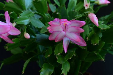 Koyu arkaplanda pembe Schlumbergera çiçekleri 