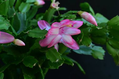 Çiçek açan Schlumbergera çiçeğine yakın.