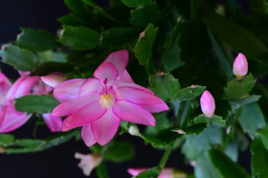 Çiçek açan Schlumbergera çiçeğine yakın.