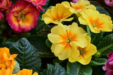 Renkli bahar çiçekleri. çok renkli çuha çiçeği.