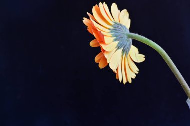 Güzel Gerbera çiçeği siyah arkaplanda