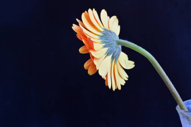 Güzel Gerbera çiçeği siyah arkaplanda