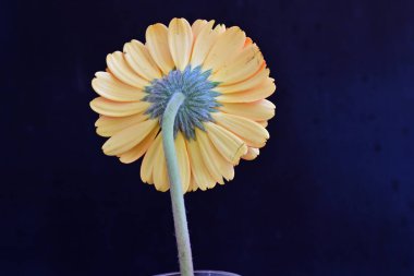 Güzel Gerbera çiçeği siyah arkaplanda