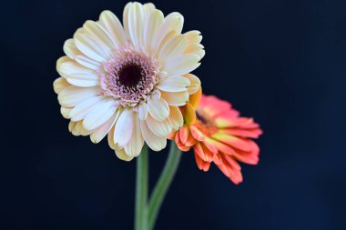 Siyah arka planda güzel Gerbera çiçekleri