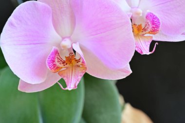 Koyu arkaplanda güzel pembe orkide çiçeği 