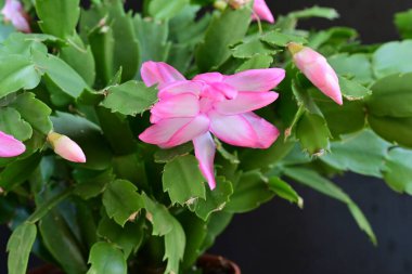 Pembe Schlumbergera çiçeğini kapatın. 