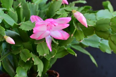 Pembe Schlumbergera çiçeğini kapatın. 