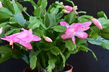 Pembe Schlumbergera çiçeğini kapatın. 