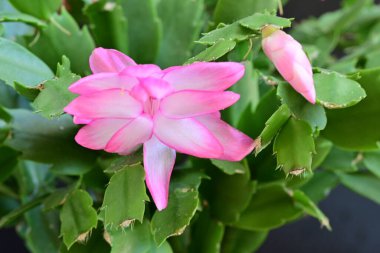 Pembe Schlumbergera çiçeğini kapatın. 