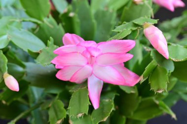 Pembe Schlumbergera çiçeğini kapatın. 