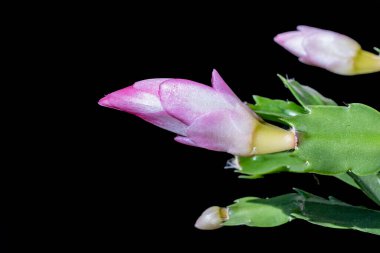 Pembe Schlumbergera çiçeğini kapatın. 