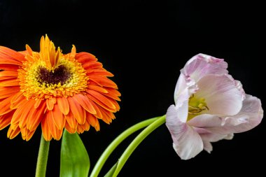 İnanılmaz Gerbera 'ya ve siyah arka planda lalelere yakın. 