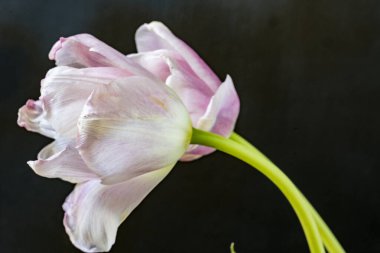 Siyah arka planda güzel laleler. Yakın plan. 