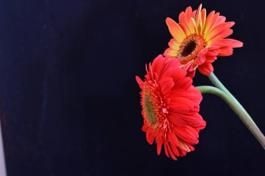 Siyah arka planda güzel Gerbera çiçekleri