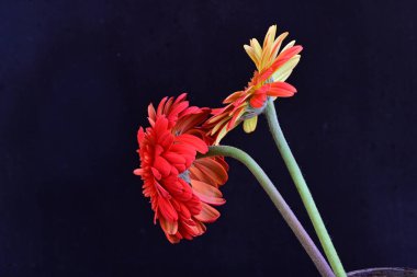 Siyah arka planda güzel Gerbera çiçekleri