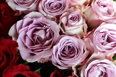 Çiçek arkaplanı olarak güzel bir buket gül