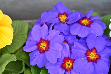 Güneşli yaz gününde bahçede yetişen güzel mor çiçekler.