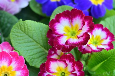 Renkli bahar çiçekleri. çok renkli çuha çiçeği.