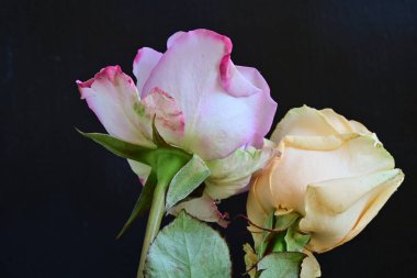 Koyu arkaplanda güzel güller, kapatın. 