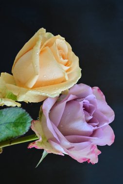 Koyu arkaplanda güzel güller, kapatın. 