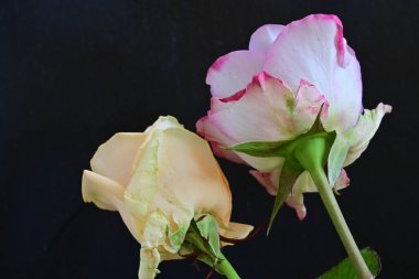 Koyu arkaplanda güzel güller, kapatın. 