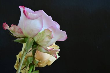 Koyu arkaplanda güzel güller, kapatın. 