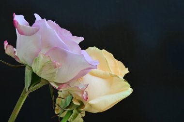 Koyu arkaplanda güzel güller, kapatın. 