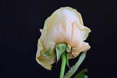 beautiful rose flower isolated on black background