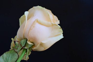 beautiful rose flower isolated on black background