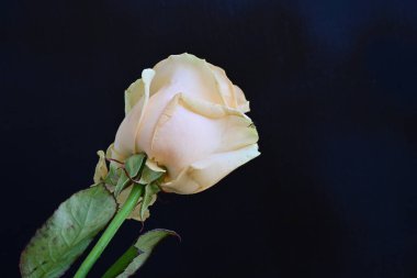 beautiful rose flower isolated on black background