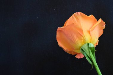 beautiful rose flower isolated on black background