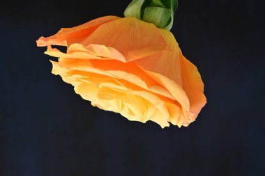 beautiful rose flower isolated on black background