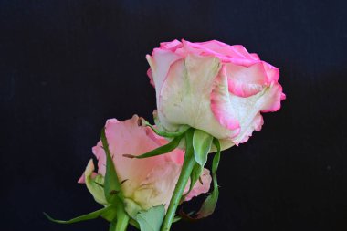 Koyu arkaplanda güzel güller, kapatın. 