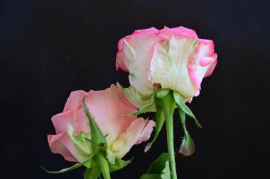 Koyu arkaplanda güzel güller, kapatın. 