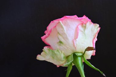 beautiful rose flower isolated on black background