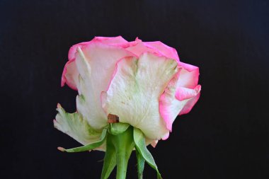 beautiful rose flower isolated on black background