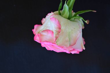 beautiful rose flower isolated on black background