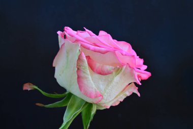beautiful rose flower isolated on black background