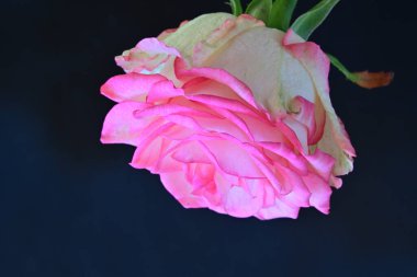 beautiful rose flower isolated on black background