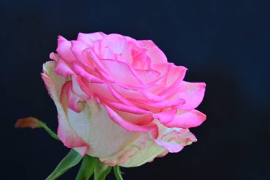 beautiful rose flower isolated on black background
