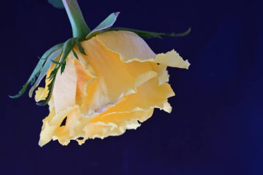 beautiful rose flower isolated on black background