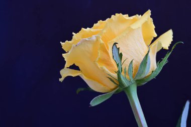 beautiful rose flower isolated on black background