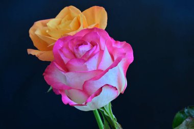 Siyah arka planda güzel yumuşak güller