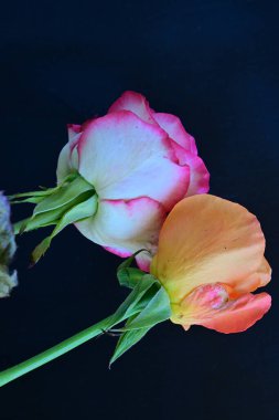 Koyu arkaplanda güzel güller, kapatın. 