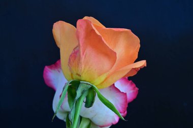 Siyah arka planda güzel yumuşak güller