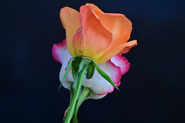 Siyah arka planda güzel yumuşak güller