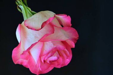 Siyah bir arka planda güzel bir gül.