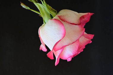 Siyah bir arka planda güzel bir gül.