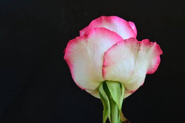 Siyah bir arka planda güzel bir gül.